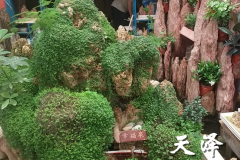 唐山假山石盆景